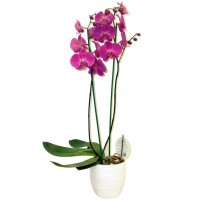 Phalaenopsis Orchid (double stem)