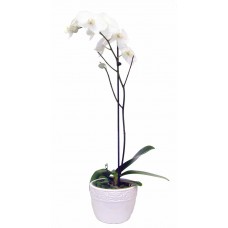 Orchid Planter (Single stem)