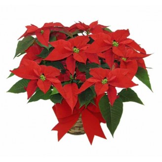 Red Poinsettia